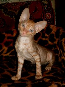 котята корниш-рекс