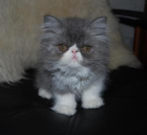Персидский котенок