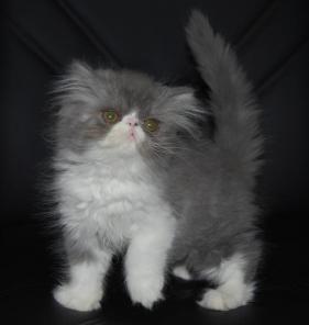 Персидский котенок