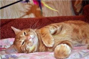 Солнечный котик Дарий.