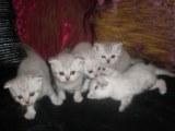 шотландские вислоухие котята