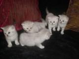 шотландские вислоухие котята