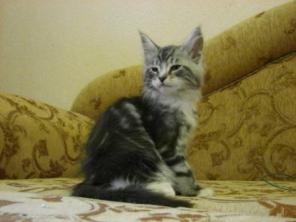 Мейн кун Котята породы мейн кун редких окрасов