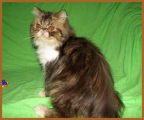 Персидские котята срочно недорого