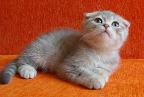 Шотландский котенок (мальчик) 2,5 мес.