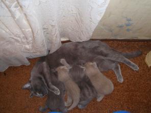 Продаются Британские и шотландские вислоухие котята