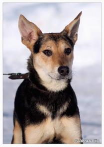 Щенок-подросток оленёнок Чеддер в дар.