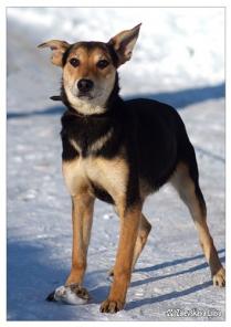 Щенок-подросток оленёнок Чеддер в дар.