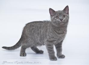 Шотландский короткошерстный котик.Голубоко окраса.