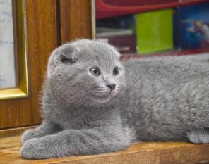 Шотландский вислоухий котик.Отличного типа. Голубого окраса.