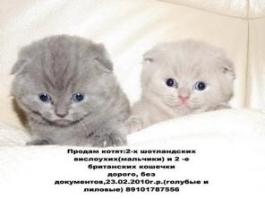 продам котят скоттиш фолд и скоттиш страйт
