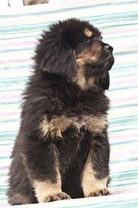 ������� ���������������� ��������