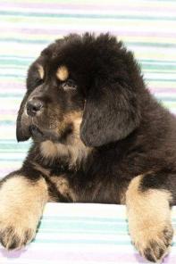 ������� ���������������� ��������