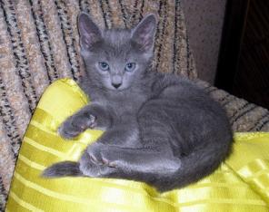 Продам котят русской голубой кошки.