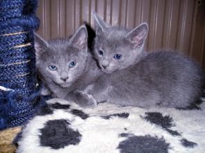 Продам котят русской голубой кошки.