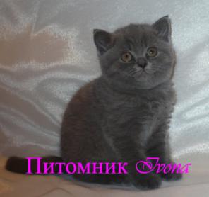 Продаются шикарные британские котята