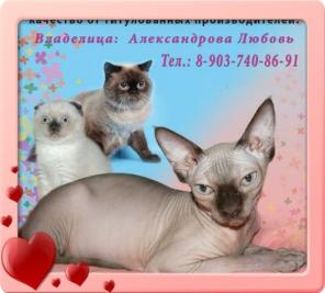 Шотландцы, Британцы, Сфинксы. Питомник BEST FRIEND.