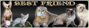Шотландцы, Британцы, Сфинксы. Питомник BEST FRIEND.