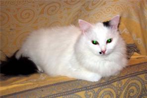 Уютный котик Кнопик- в дар.