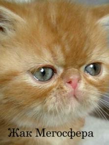 Рыжий экзотический котик