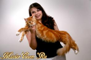 Продажа котят мейн кун -кошек-великанов, питомника Мейн кунов Mister Coon