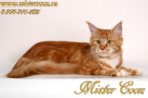 Продажа котят мейн кун -кошек-великанов, питомника Мейн кунов Mister Coon