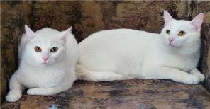 Отдаются кот с кошкой