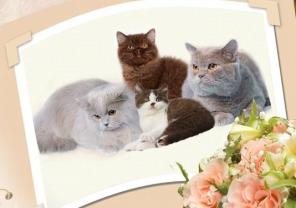 Британская короткошерстная и длинношерстная