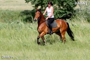 лошадь на продажу, мерин НАБАТ 2002 г.р.
