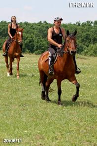 лошадь на продажу, мерин ГНОМИК