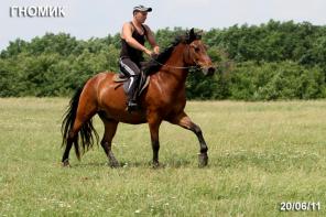 лошадь на продажу, мерин ГНОМИК