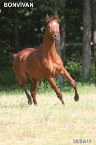 лошадь на продажу, жеребчик БОНВИВАН 2010 г.р.