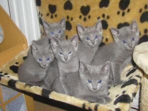 Русские голубые котята!