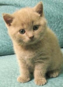 Британские котята лилового окраса
