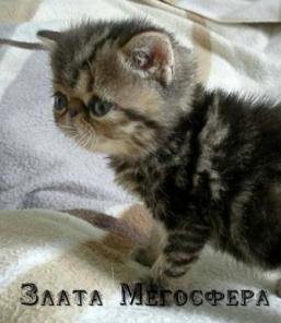 Плюшевая экзотическая кошечка