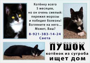 Пушок - котёнок из сугроба ищет дом!