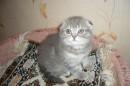Голубое пятно скоттиш-фолд