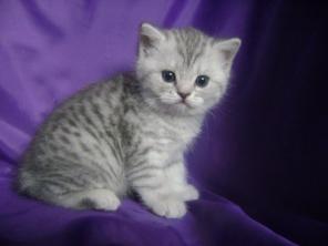 Шотландские плюшевые котята.
