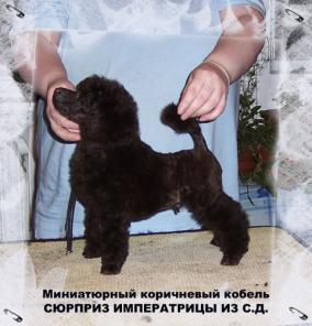 Щенки миниатюрного и той пуделя