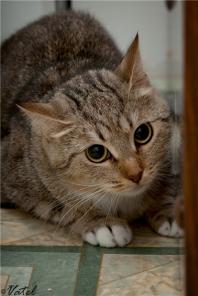 Кошечка Оливка, эксклюзив во всем! Ищет дом.