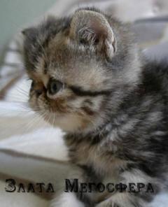 Экзотическая мраморная кошечка