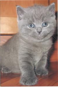 Котят шотландских продаю