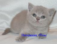 Продаются ласковые британские котята
