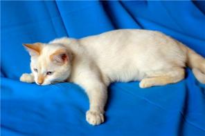 Прекрасный белый котенок с голубыми глазами
