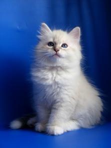 невские маскарадные котята