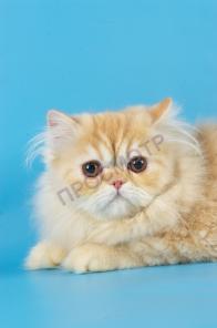 персидский котенок