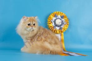 персидский котенок