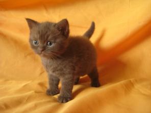 Хотите купить британского котенка? Питомник Ольги Барсуковой