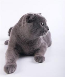 Шотландский вислоухий кот голубого окраса приглашает на вязку