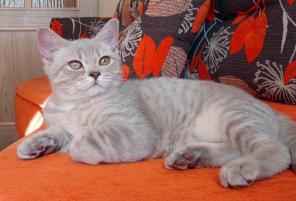 Британский котенок (мальчик) 4 мес.
